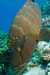 Humphead_wrasse_L2107_35_Ras_Mohammed