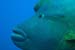 Humphead_wrasse_L2109_35_Ras_Mohammed