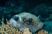 Masked_puffer_L2089_06_Ras_Ghazlani