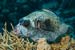 Masked_puffer_L2089_09_Ras_Ghazlani