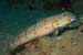 Orange-dashed_goby_LP2072_23_Nuweiba