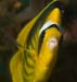 Red_Sea_racoon_butterflyfish_LP2060_05crop_Nuweiba