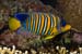 Regal_angelfish_L2085_27_Tiran