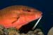 Rosy_goatfish_L2076_06_Nuweiba