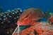 Rosy_goatfish_LP2072_25_Nuweiba