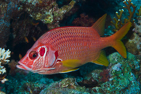 Sabre_squirrelfish_L2101_23_Small_Crack