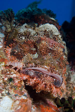 Scorpionfish_L2094_25_Gubal_GhiannisD