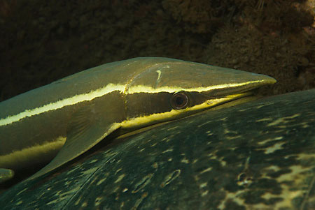 Sharksucker (remora)_L2067_30_Nuweiba