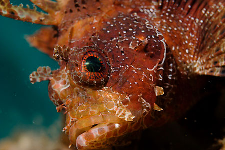 Shortfin_lionfish_LP2075_21_Nuweiba