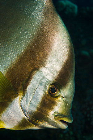 Spadefish_(Batfish)_L2082_19_Gubal_ChrisoulaK