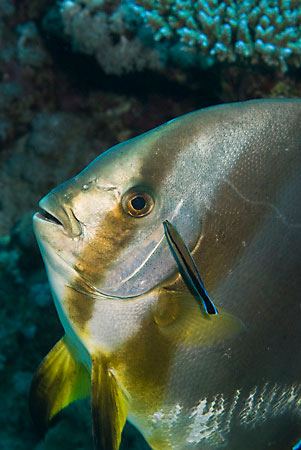 Spadefish_(Batfish)_L2109_17_Ras_Mohammed