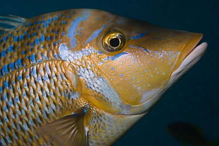 Spangled_emperor_L2073_18_Nuweiba