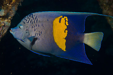 Yellowbar_angelfish_L2095_05_Gubal_Carnatic