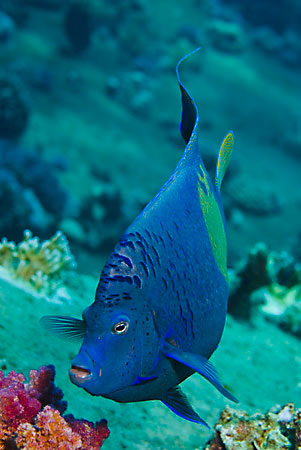 Yellowbar_angelfish_L2097_13_Gubal_GhiannisD