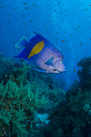 Yellowbar_angelfish_L2108_37_Ras_Mohammed