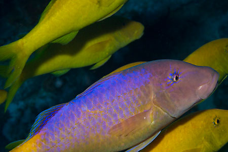 Yellowsaddle_goatfish_L2084_11_Tiran