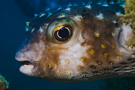 Yellowspotted_burrfish_LP2065_19_Nuweiba