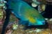 Rusty_parrotfish_L2080_19_Gubal_Carnatic