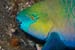 Rusty_parrotfish_L2081_18_Gubal_GhiannisD