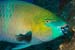 Rusty_parrotfish_L2081_19_Gubal_GhiannisD