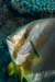 Spadefish_(Batfish)_L2109_17_Ras_Mohammed