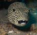 Star_puffer_LP2073_09crop_Nuweiba