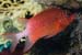 Tailspot_squirrelfish_L2078_02_Small_Crack