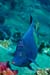 Yellowbar_angelfish_L2097_13_Gubal_GhiannisD