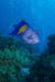 Yellowbar_angelfish_L2108_37_Ras_Mohammed