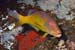 Yellowsaddle_goatfish_L2097_19_Gubal_GhiannisD