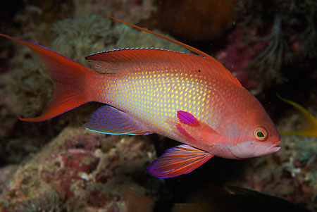 Anthias_LP2063_26_Nuweiba