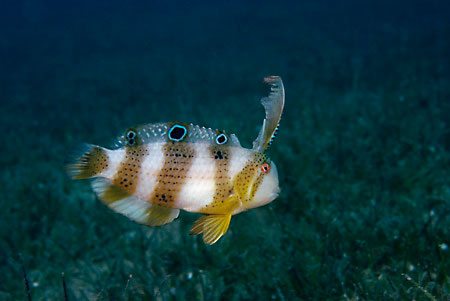 Blue_razorfish_LP2073_01_Nuweiba