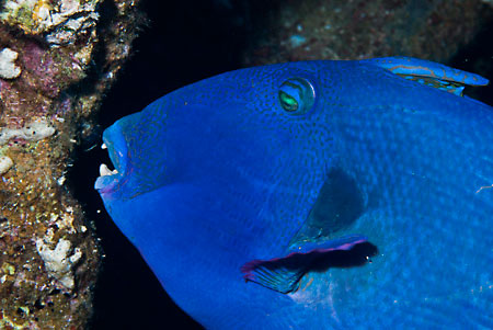 Blue_triggerfish_L2095_18_Gubal_Carnatic