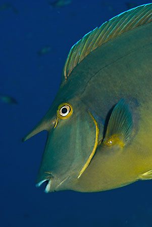 Bluespine_unicornfish_L2109_32_Ras_Mohammed