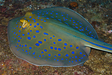 Bluespotted_stingray_L2094_05_Gubal_GhiannisD