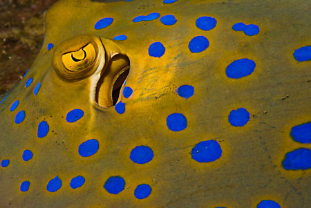 Bluespotted_stingray_L2094_13_Gubal_GhiannisD