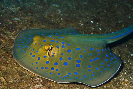 Bluespotted_stingray_L2094_18_Gubal_GhiannisD