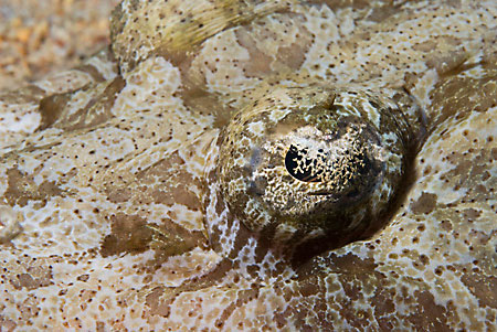 Crocodilefish_L2104_27_Ras_Mohammed