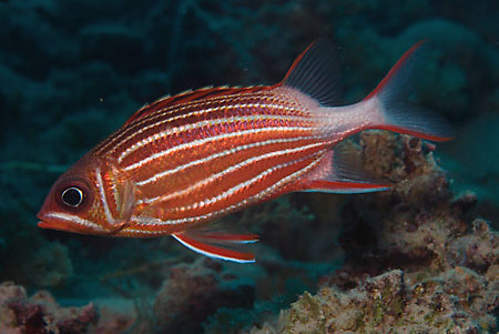 Crown_squirrelfish_LP2065_12_Nuweiba