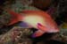 Anthias_LP2063_26_Nuweiba