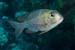 Bigeye_emperor_L2092_02_Jackfish_Alley