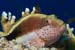 Blackside_hawkfish_L2105_37_Ras_Mohammed