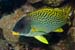 Blackspotted_sweetlips_L2089_07_Ras_Ghazlani