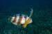 Blue_razorfish_LP2073_01_Nuweiba