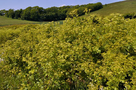 Alexanders_LP0272_33_Mount_Caburn