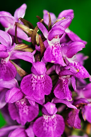 Marsh-orchid_Southern_LP0276_99_Lopwell_Dam