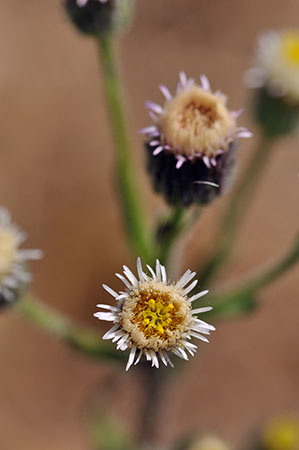 Fleabane_Blue_LP0282_15_Merstham