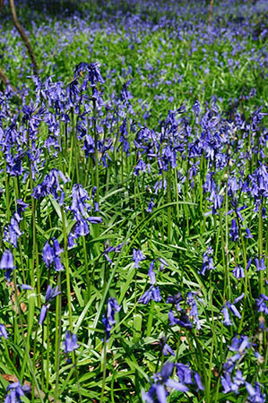 Bluebells_LP0240_14_Staffhurst_Wood