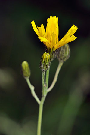 Hawkweed_Spotted_LP0274_03_Riddlesdown