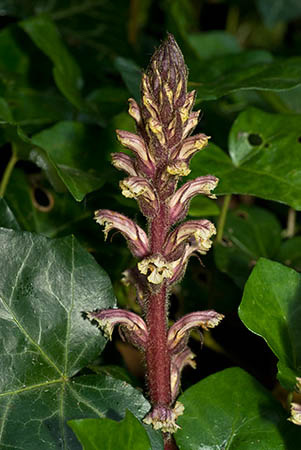 Broomrape_Ivy_LP0143_12_Sutton